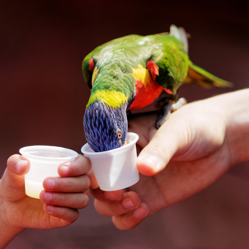 Συμπληρώματα Διατροφής