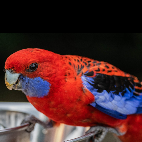 Τροφή για Μεσαίους Παπαγάλους