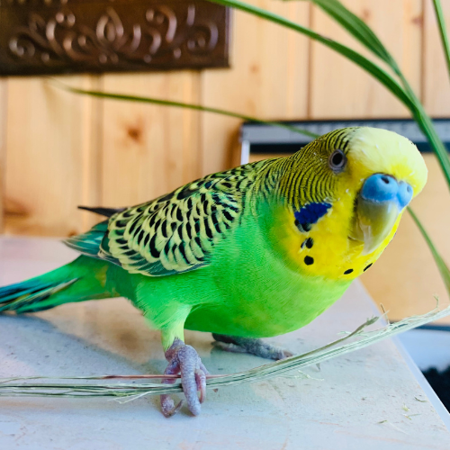 Τροφή για Παπαγάλακια