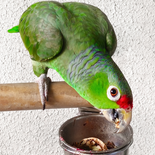 Τροφή για Παπαγάλους