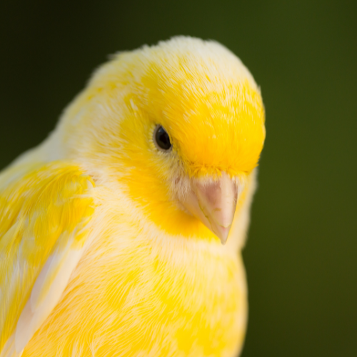 Τροφή για Καναρίνια