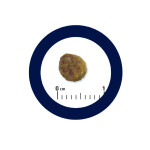 ADVANCE Puppy - Initial