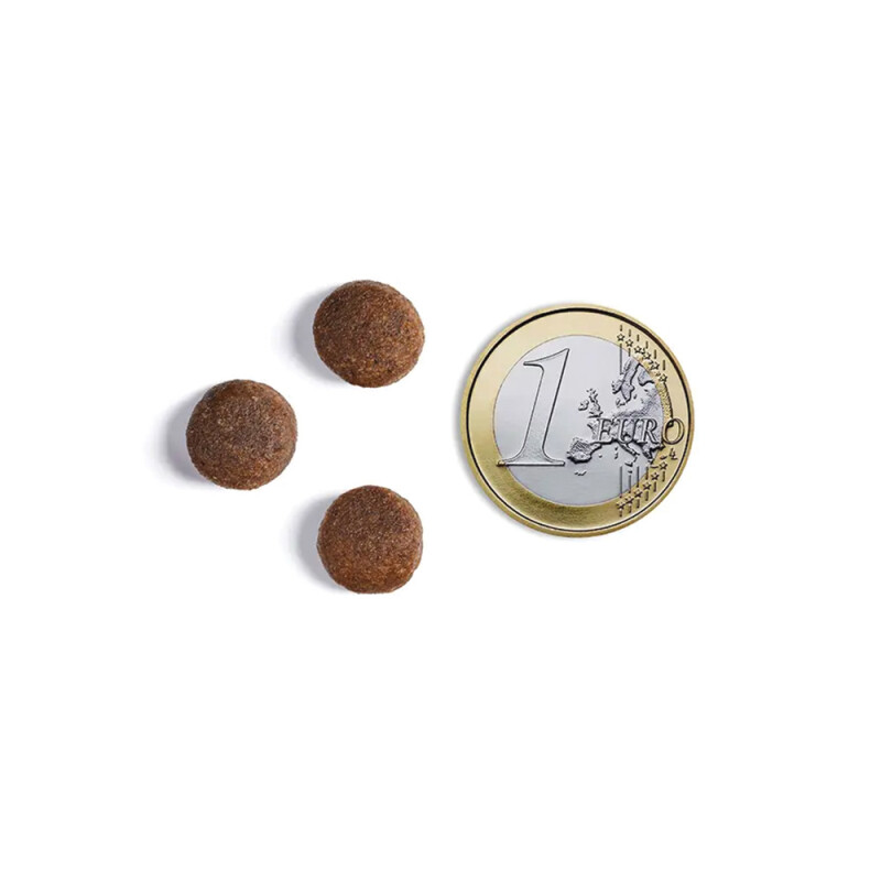 AMBROSIA Adult Chicken & Fresh Salmon