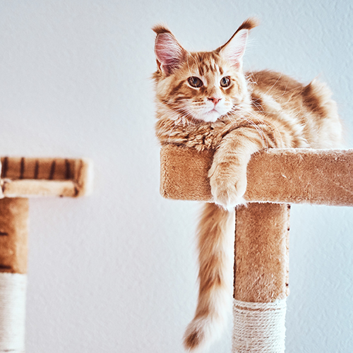 Cat Trees - Towers - Scratching Posts