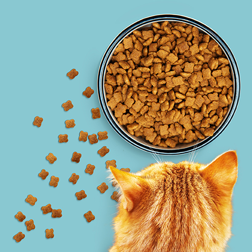 Ξηρά Τροφή
