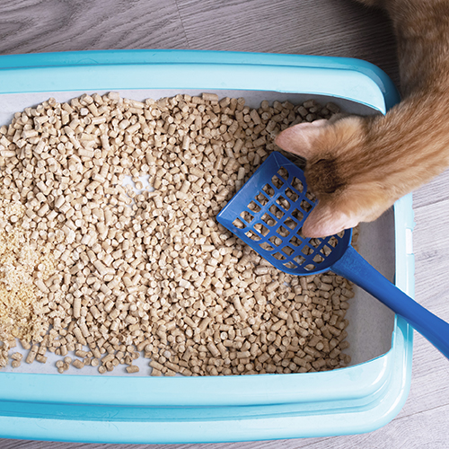 Άμμοι Υγιεινής