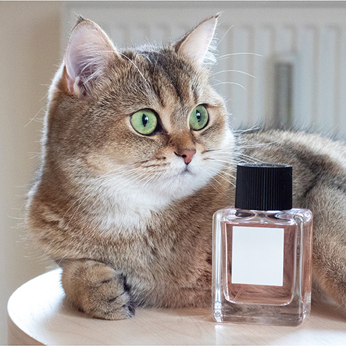 Κολώνιες - Σαμπουάν