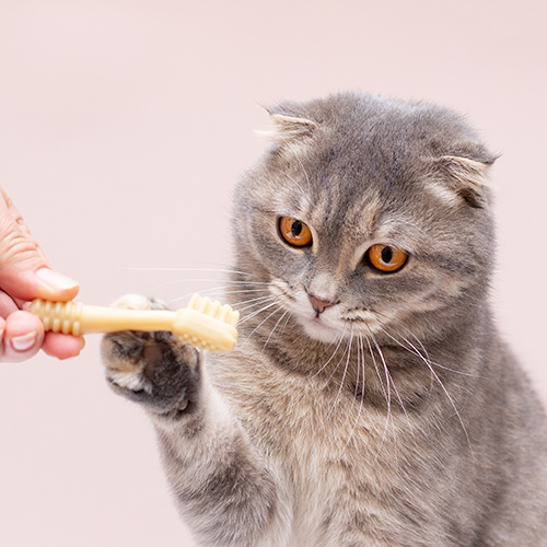 Οδοντική Φροντίδα