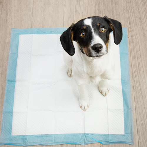 Εκπαιδευτικές Πάνες