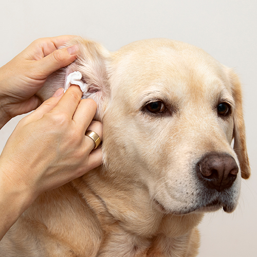 Υγρά Μαντηλάκια