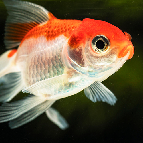 Τροφές για Χρυσόψαρα