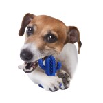 AFP Παιχνίδι Σκύλου οδοντικής φροντίδας Cactus Rubber S Μπλέ