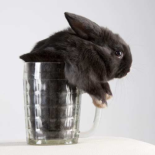 Waterers - Fountains